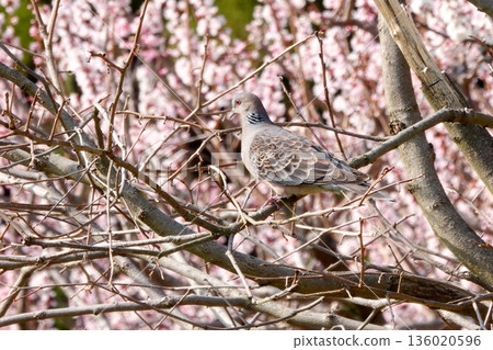 Dove perched on a spring flowering branch 136020596