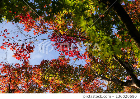 京都神悟寺內的紅楓葉 京都神悟寺內的紅楓葉 136020680