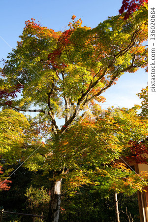 京都神悟寺內的紅楓葉 京都神悟寺內的紅楓葉 136020684