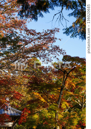 京都神悟寺內的紅楓葉 京都神悟寺內的紅楓葉 136020685