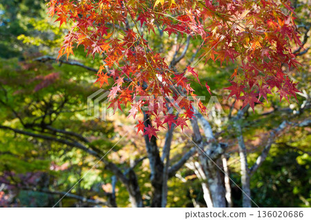 京都神悟寺內的紅楓葉 京都神悟寺內的紅楓葉 136020686