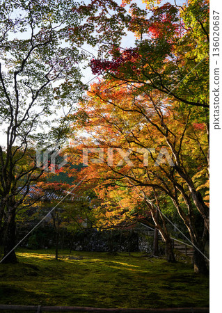 京都神悟寺內的紅楓葉 136020687