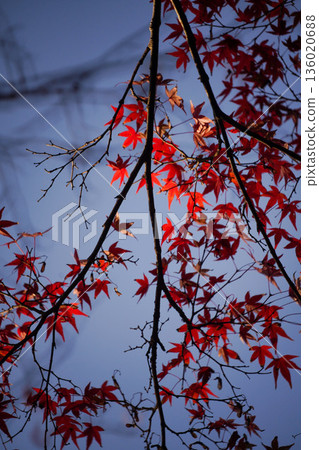 京都神悟寺內的紅楓葉 京都神悟寺內的紅楓葉 136020688