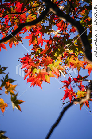 京都神悟寺內的紅楓葉 京都神悟寺內的紅楓葉 136020696