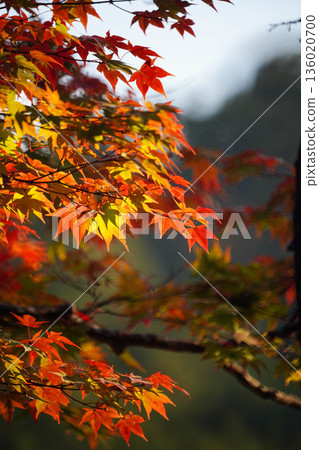 京都神悟寺內的紅楓葉 136020700