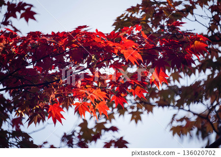 Red maple leaves in the grounds of Jingoji Temple, Kyoto 136020702