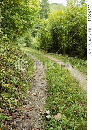 Summer hiking trail winding through lush green deciduous forest landscape Summer hiking trail winding through lush green deciduous forest landscape 136020793
