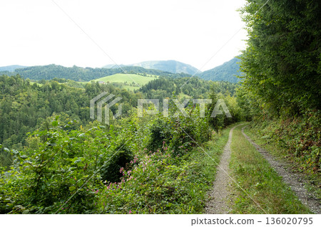 Hiking trail in deciduous forest with mountain views. 136020795
