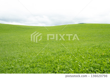 Green grass, horizon line, hilly landscape Green grass, horizon line, hilly landscape 136020798