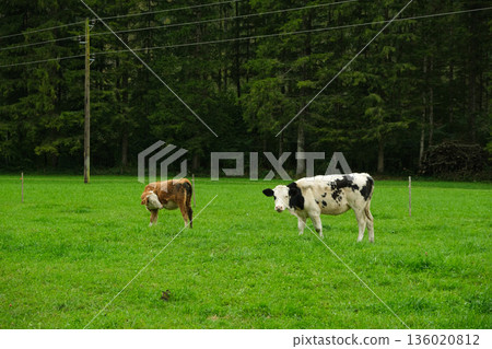 Brown and White Calves Grazing in Idyllic Countryside Landscape Brown and White Calves Grazing in Idyllic Countryside Landscape 136020812