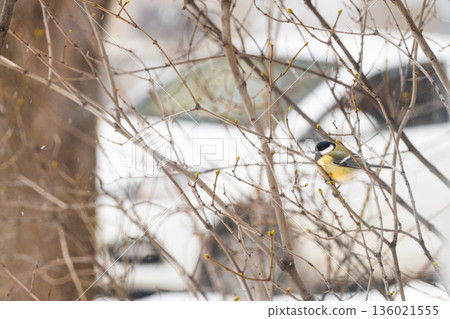 A little tit sits on a tree branch and looks into the frame, against a background of snow 136021555