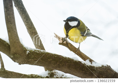 A little tit sits on a tree branch and looks into the frame, against a background of snow 136021559