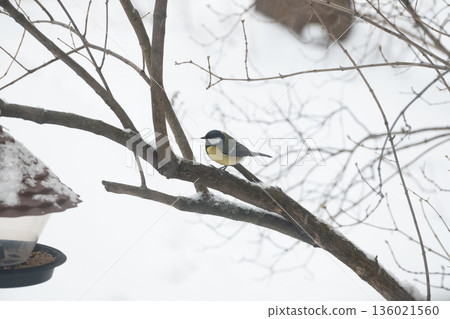 A little tit sits on a tree branch and looks into the frame, against a background of snow A little tit sits on a tree branch and looks into the frame, against a background of snow 136021560