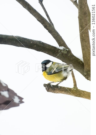 A little tit sits on a tree branch and looks into the frame, against a background of snow 136021561