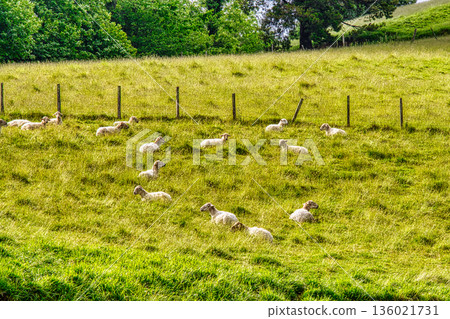 Sheep Resting on Green Meadow Sheep Resting on Green Meadow 136021731
