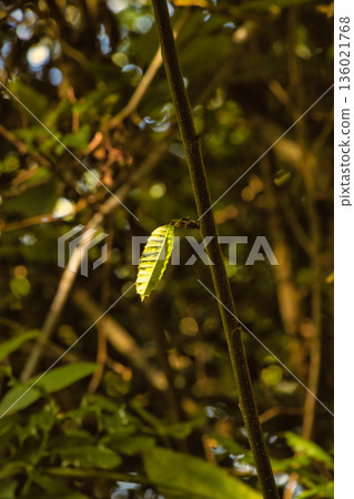 Single Green Leaf on Tree Branch Single Green Leaf on Tree Branch 136021768