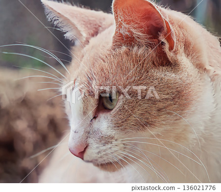 Tilted Head Brown and White Cat Tilted Head Brown and White Cat 136021776