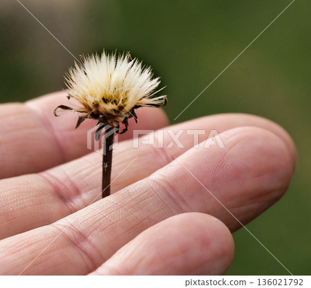 Hand Holding Dandelion Plant Hand Holding Dandelion Plant 136021792