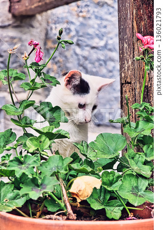 Brown and White Cat Behind Foliage Brown and White Cat Behind Foliage 136021793