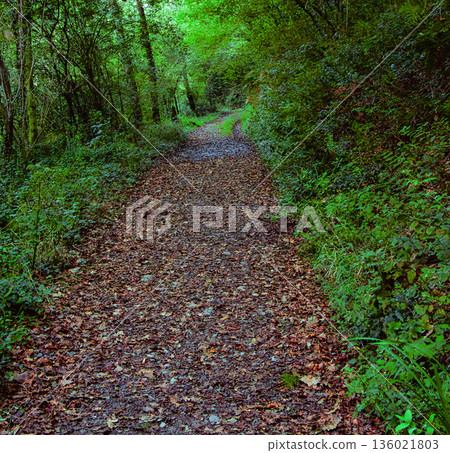 Dirt Path Covered with Fallen Leaves 136021803