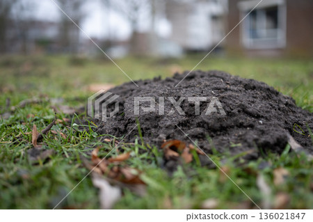 Molehill on Green Lawn with Blurred House Background Molehill on Green Lawn with Blurred House Background 136021847