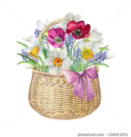 Watercolor of a wicker basket with spring flowers and a pink bow. Daffodils, tulips and muscari isolated on white, ideal for invitations, greeting cards, prints, decor Watercolor of a wicker basket with spring flowers and a pink bow. Daffodils, tulips and muscari isolated on white, ideal for invitations, greeting cards, prints, decor 136021952