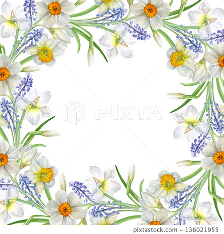 Watercolor floral frame with spring flowers. White and yellow daffodils and blue muscari on white background, botanical style. Good for invitations, cards, stationery, frames, and spring decor 136021955