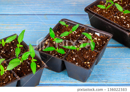 Small green pepper plants are growing in soil filled pots placed on wooden table 136022383