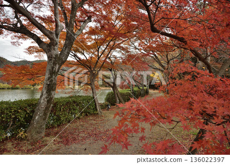 大覺寺,大澤池邊的楓樹(京都市右京區) 大覺寺,大澤池邊的楓樹(京都市右京區) 136022397