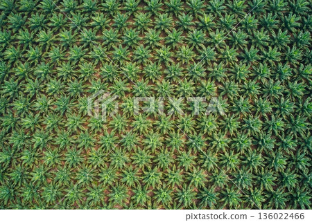 Aerial view of oil palm plantation with uniform tree rows 136022466