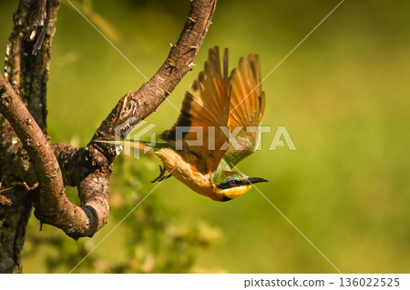 Little bee-eater flies from branch with catchlight Little bee-eater flies from branch with catchlight 136022525
