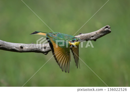 Little bee-eater flies off from bare twig Little bee-eater flies off from bare twig 136022526