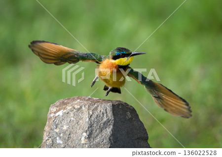 Little bee-eater flies over rock in grassland Little bee-eater flies over rock in grassland 136022528