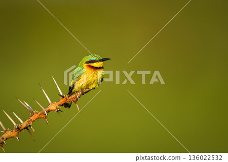 Little bee-eater perches on branch of thornbush Little bee-eater perches on branch of thornbush 136022532