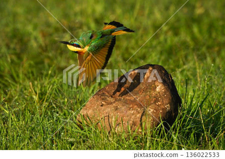 Little bee-eater takes off from brown rock 136022533