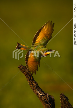 Little bee-eater with catchlight flies off stump Little bee-eater with catchlight flies off stump 136022536