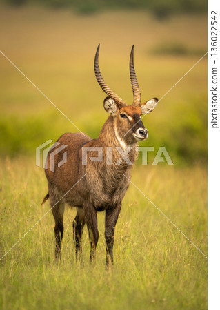 Male defassa waterbuck stands staring in grassland Male defassa waterbuck stands staring in grassland 136022542