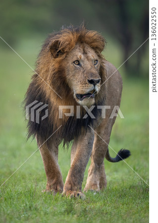 Male lion approaching camera over short grass 136022550