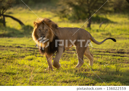 Male lion walks across grass turning head 136022559