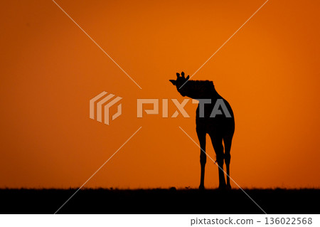 Masai giraffe crouches on horizon at sundown Masai giraffe crouches on horizon at sundown 136022568