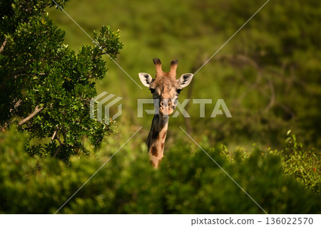 Masai giraffe looks over bushes towards camera Masai giraffe looks over bushes towards camera 136022570