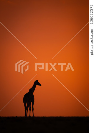 Masai giraffe silhouetted at sunset on horizon 136022572