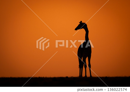 Masai giraffe silhouetted on horizon at sunset Masai giraffe silhouetted on horizon at sunset 136022574