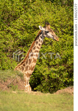 Masai giraffe standing half-hidden by grassy bank Masai giraffe standing half-hidden by grassy bank 136022577