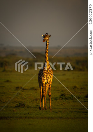 Masai giraffe standing in savanna facing camera Masai giraffe standing in savanna facing camera 136022579