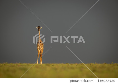 Masai giraffe standing on horizon against clouds Masai giraffe standing on horizon against clouds 136022580