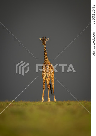 Masai giraffe standing on horizon under clouds 136022582