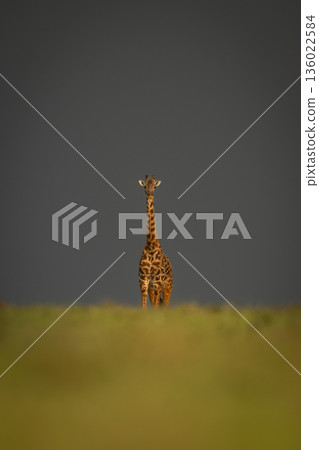 Masai giraffe standing under clouds on horizon 136022584