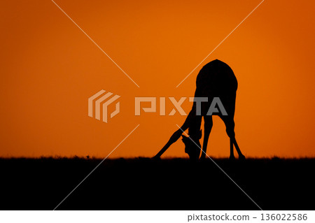 Masai giraffe stands bending over to drink 136022586