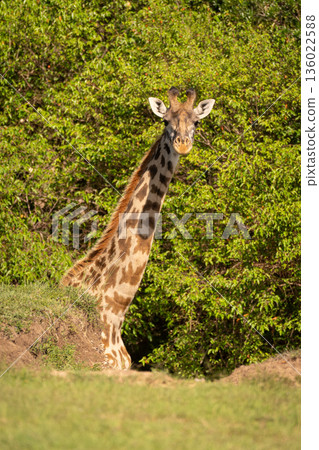 Masai giraffe stands half-hidden by grassy bank Masai giraffe stands half-hidden by grassy bank 136022588